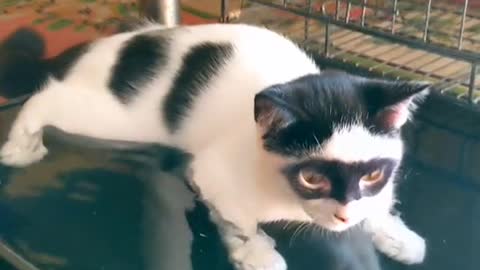 Funny zorro cat