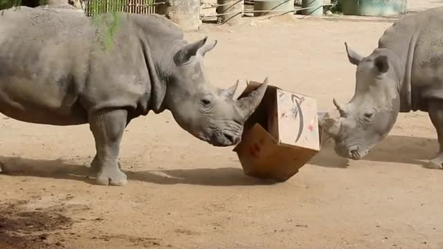 Turns out rhinos love boxes just as much as cats! (If not more so) 🦏❤️📦