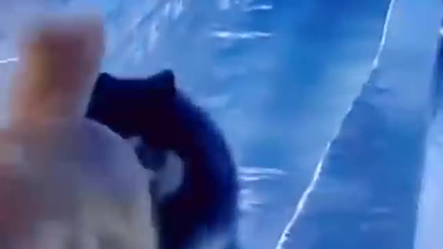 HILARIOUS CATS and DOGS!