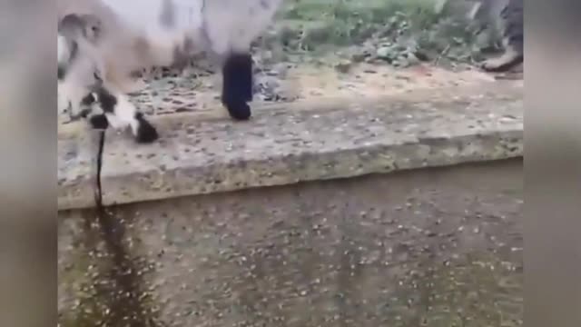 Funny baby sheep 🐑🐑 attacks funny 🐈🐱 🤣|