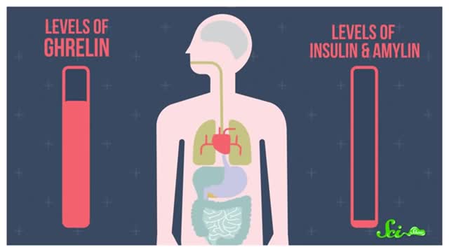The Real Reason It's So Hard to Lose Weight