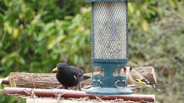 Birds Goldfinch and Blackbird