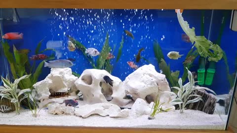 My cichlids