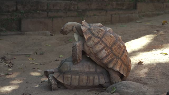 Tortoises Are Preparing To Do Something