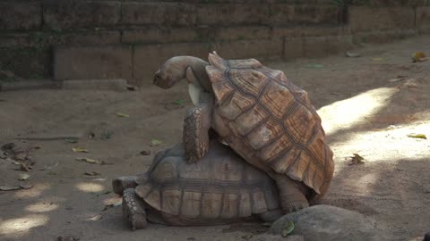 Tortoises Are Preparing To Do Something