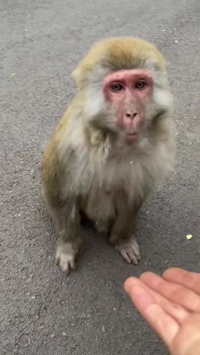 What is that eating monkey 🐒