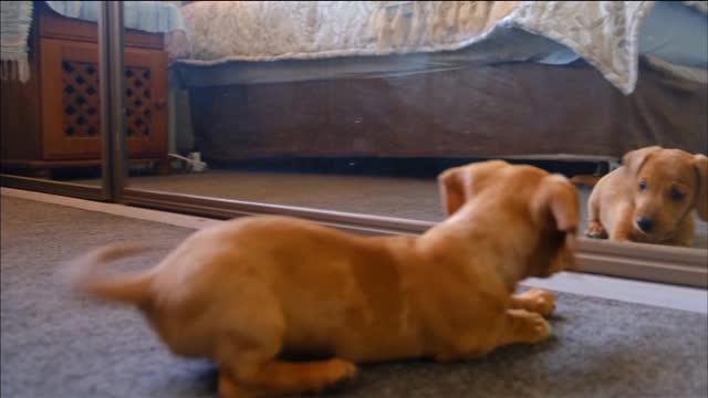 Cute dog playing with his own reflection😀😁