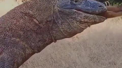 Komodo Dragon Swallows Prey in Just 30 Seconds #shorts #shortsvideo #video #viral