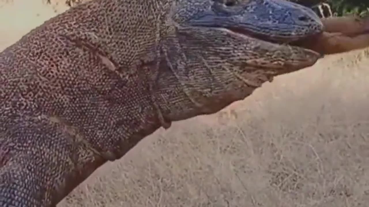 Komodo Dragon Swallows Prey in Just 30 Seconds #shorts #shortsvideo #video #viral