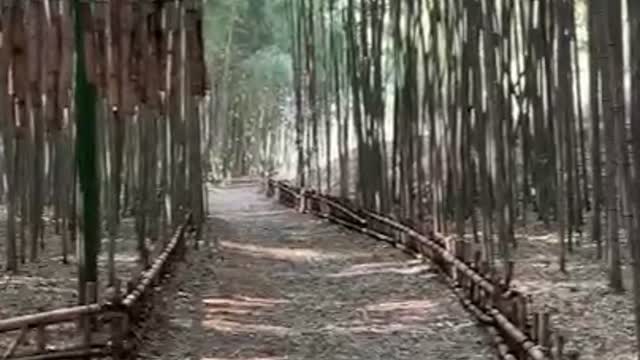 Bamboo Forest Entrance