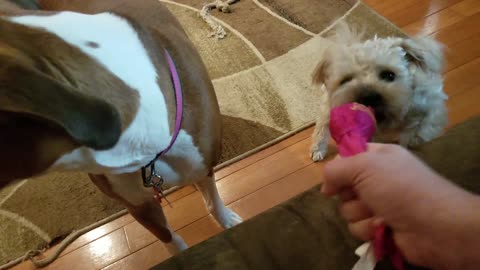 Delilah Playing Tug-a-War