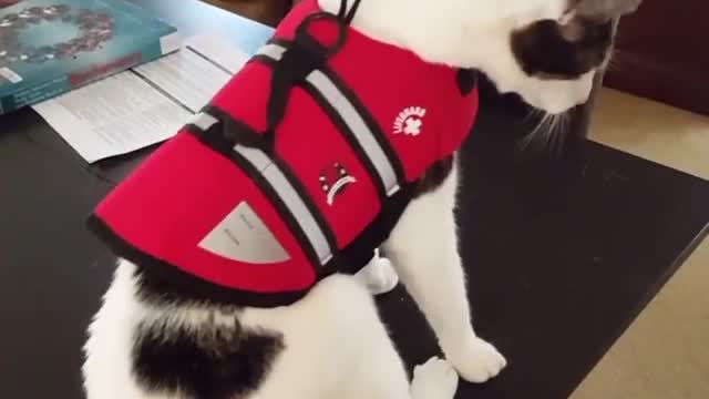 Collab copyright protection - cat life jacket tip over