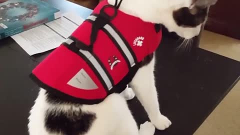 Collab copyright protection - cat life jacket tip over