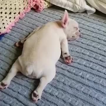 Orders sleepy frenchie