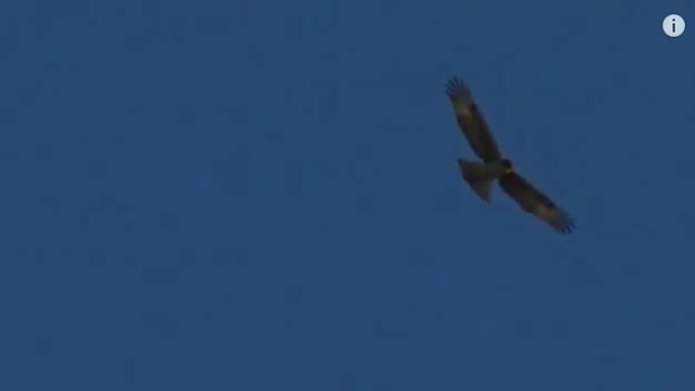 Safari Live Videos-Sunset Drive July 9- African Hawk Eagle ♌︎