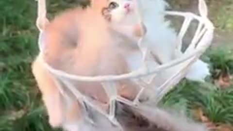 cute cat video 😊😊