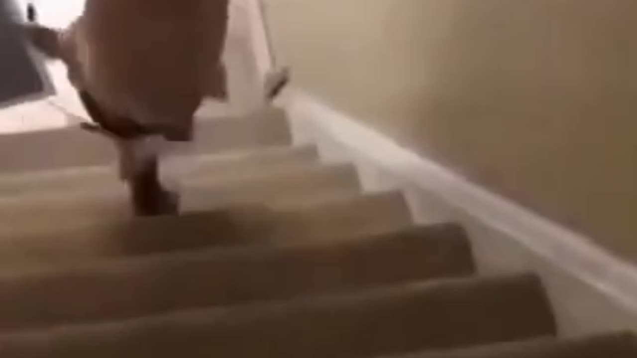Funny dogs