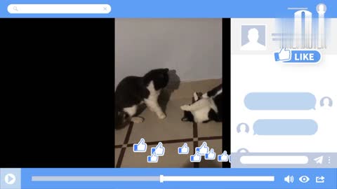 cats fighting