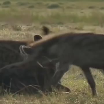 Animals club fight LION VS HYNENAS.