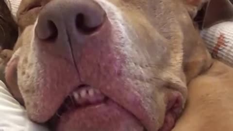 Dog snores like a human