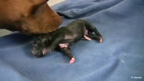 Pitbull Has Awesome First Birth