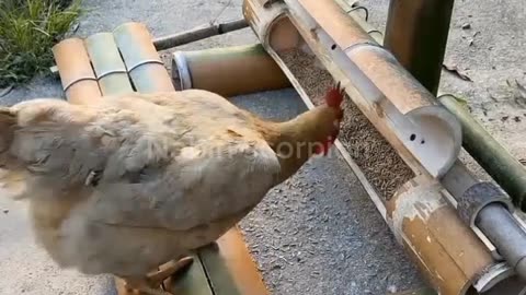 LIFE HACK TRICKS FOR CHICKEN 🐓🐓🐓🐓🐓