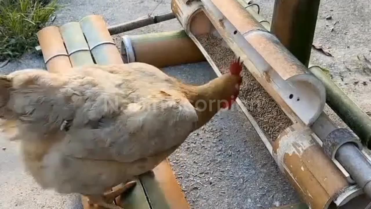 LIFE HACK TRICKS FOR CHICKEN 🐓🐓🐓🐓🐓