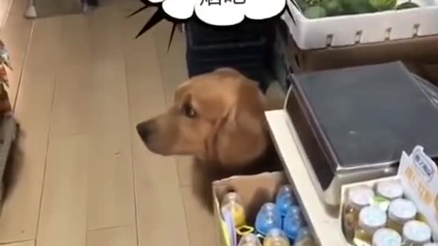 Smart animal, funny animals, animal, smart dog, funny dog