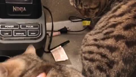 Kitten Climbs Up Drawers for Treats