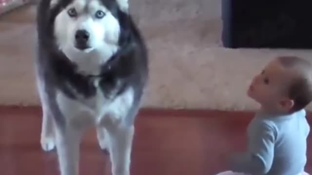 Try not to laugh watching funny video animals p22