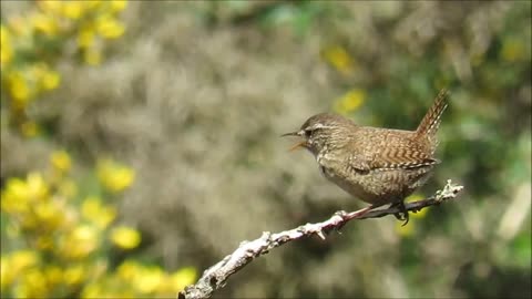 Northern Wren