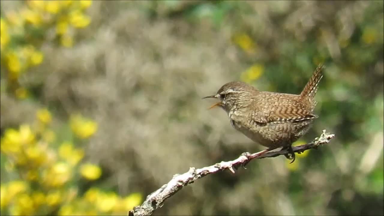 Northern Wren
