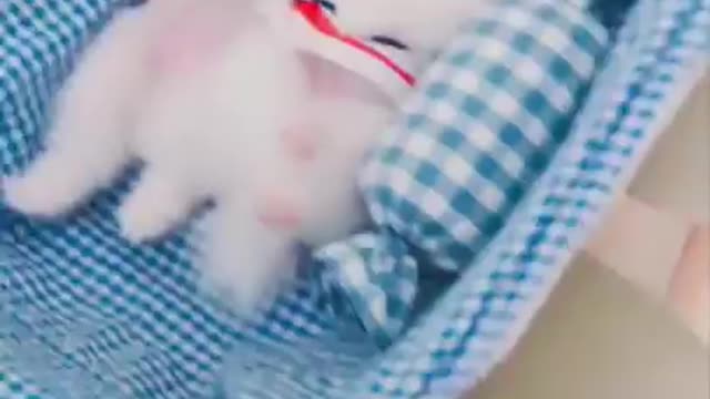 Cute and Funny Pomeranian Videos