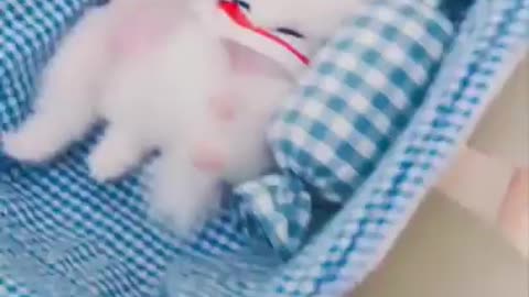 Cute and Funny Pomeranian Videos