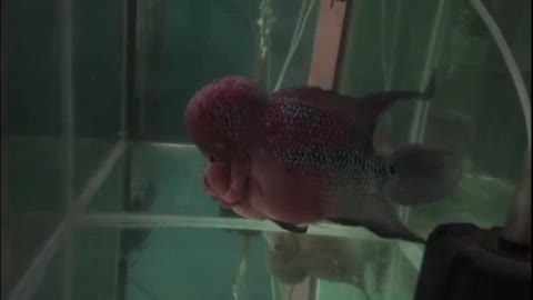 Colorful Flower Horn Fish in Aquarium