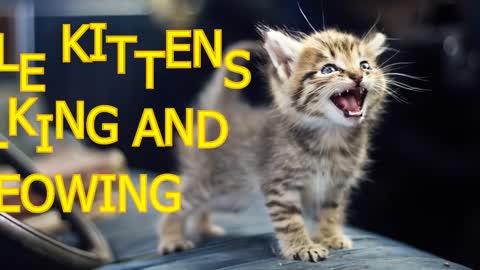 Little kittens meowing and talking - Cute cat video!