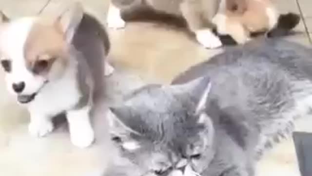 group and cat😅🥰