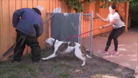 Make Your Dog Become Very Aggressive With Simple Tips