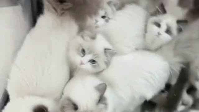 A group of cute kittens