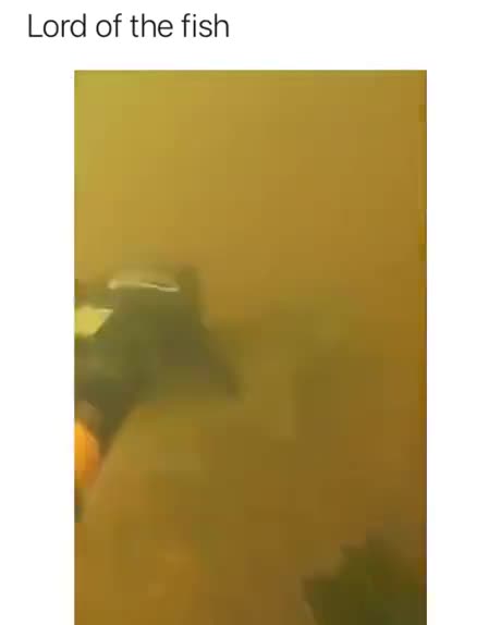 Fish Swim to Him for Help! #amazingmoments #humanity #amazingshort