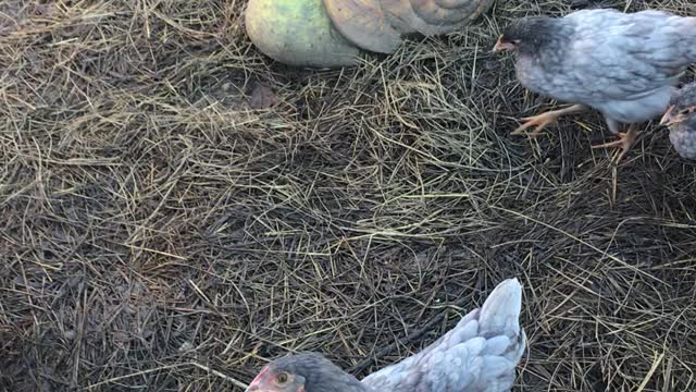 Hens & Young Roosters