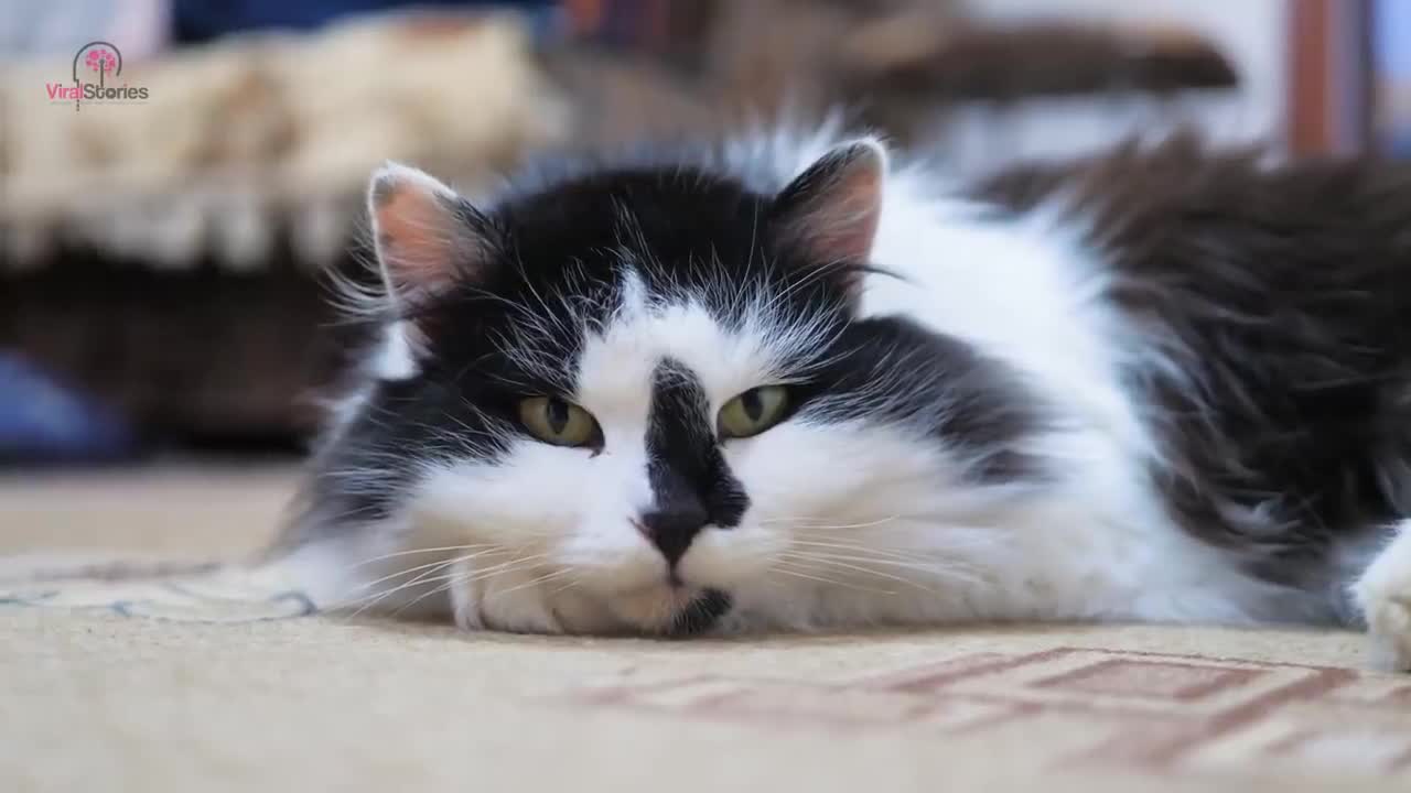 Scary Cat Saves Baby From (This Babysitter)