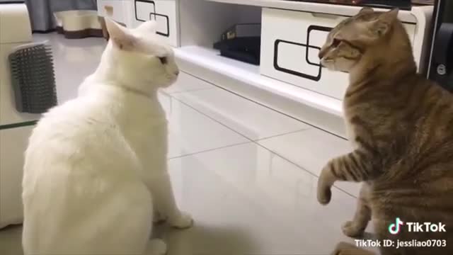 CUTE CAT VIRAL VIDE(Tranding video)