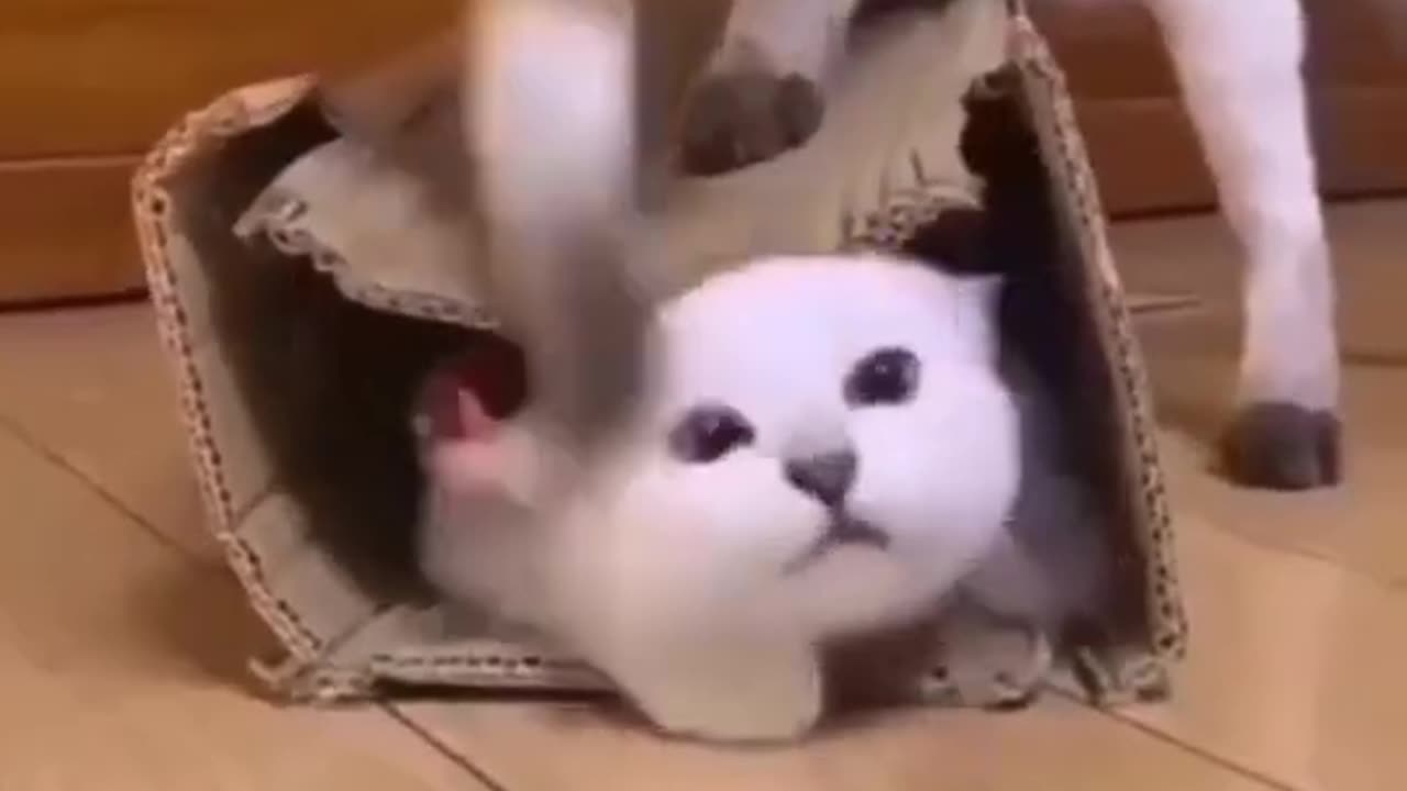Best Funny Cute Cats Viral Clips😹__ #funny Pet Animals #shorts Video😂__ #trending Shorts #shorts