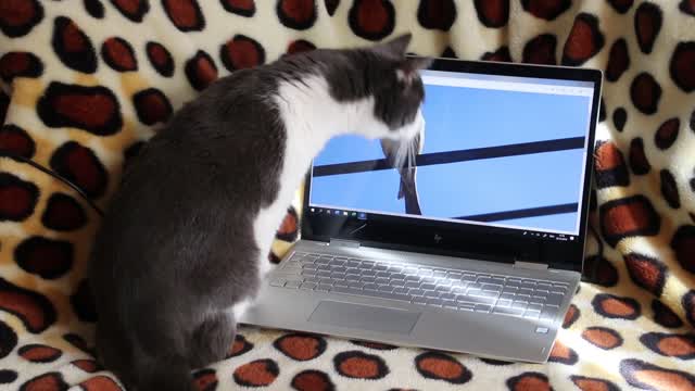 funny cat - The cat is playing with the desktop