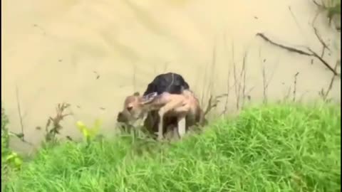 dog saved a goat's life