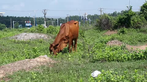 the cow is eating grasses