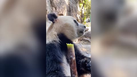 Lovely giant panda from China