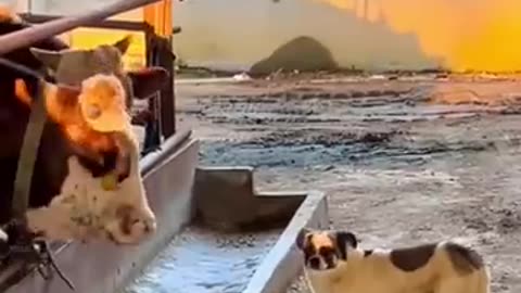 Funny animals 🤣🤣🤣