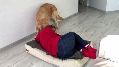 Stealing My Dog's Bed Funny Dog Reaction